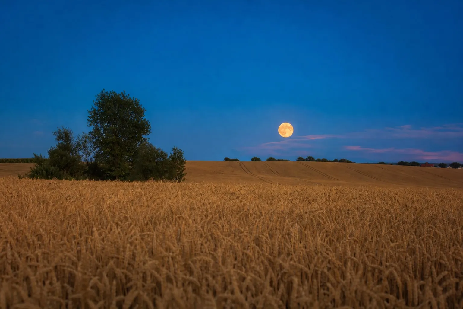 A summer full moon Full moon rising over a wheat field on a summer evening